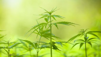 korzyści z legalizacji marihuany 